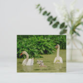 Swan Family Postkarte (Stehend Vorderseite)