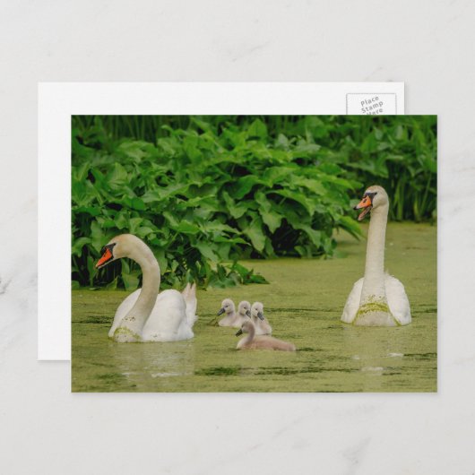 Swan Family Postkarte (Vorne/Hinten)