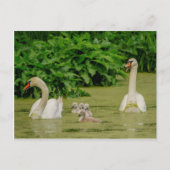 Swan Family Postkarte (Vorderseite)