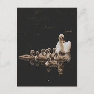 Swan Family, Postkarte