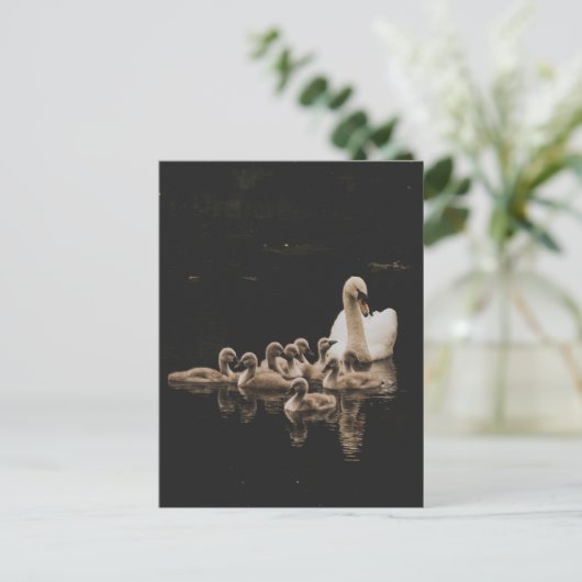 Swan Family, Postkarte (Stehend Vorderseite)