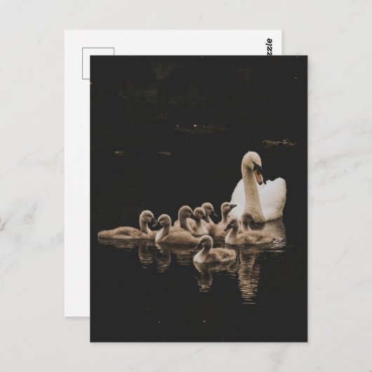 Swan Family, Postkarte (Vorne/Hinten)