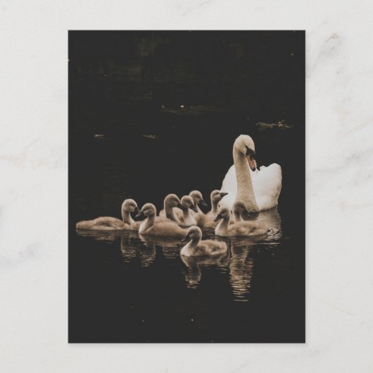 Swan Family, Postkarte (Vorderseite)