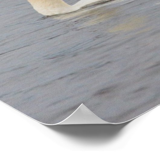 Swan Foto Poster (Ecke)
