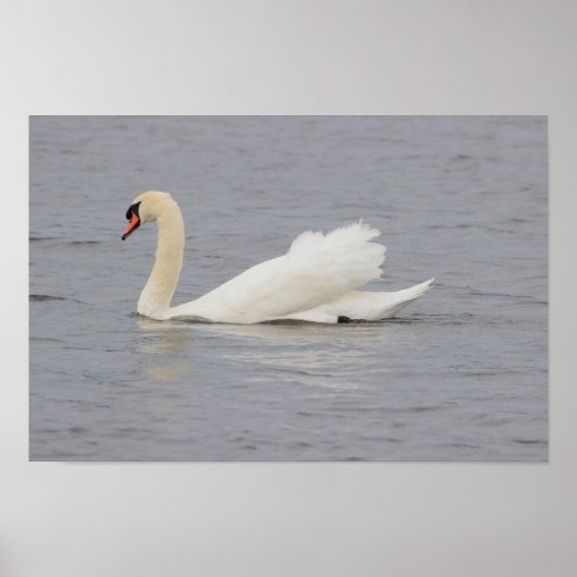 Swan Foto Poster (Vorne)