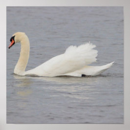 Swan Foto Poster