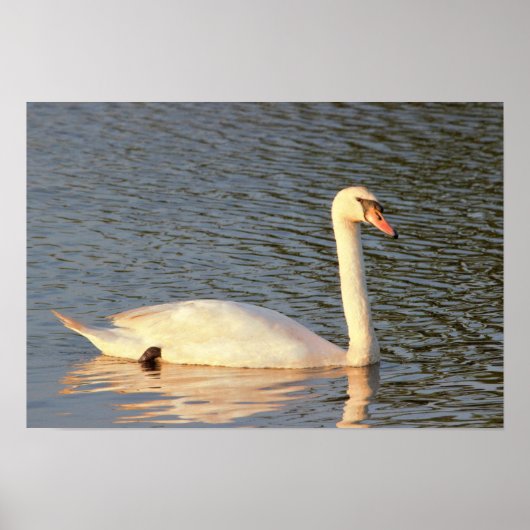 Swan Foto Poster (Vorne)