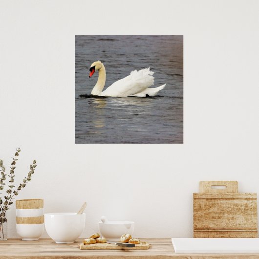 Swan Foto Poster (Küche)