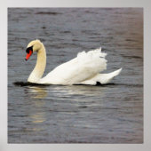 Swan Foto Poster (Vorne)