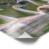 Swan Foto Print (Ecke)