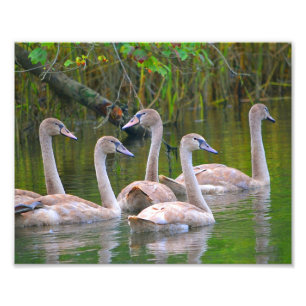 Swan Foto Print