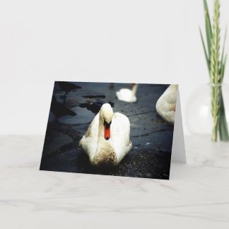 Swan - Galway, Irland Karte