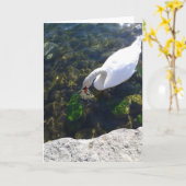 Swan Gazing im Lake Ontario Blank Karte (Gelbe Blume)