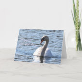 Swan Geburtstag Karte (Vorderseite)