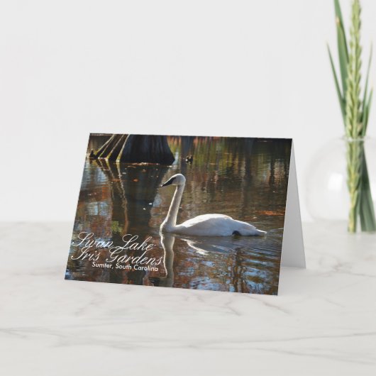 Swan Greeting Card Karte (Vorderseite)