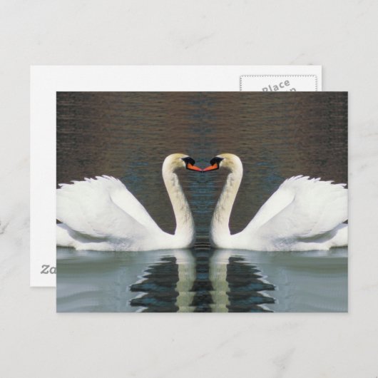 Swan Heart Postkarten (Vorne/Hinten)