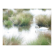 Swan in Feuchtgebieten
