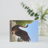 Swan in Flight Lakeland, Florida Postkarte (Stehend Vorderseite)