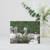 Swan in Wonder Postkarte (Stehend Vorderseite)