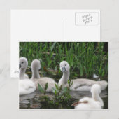 Swan in Wonder Postkarte (Vorne/Hinten)