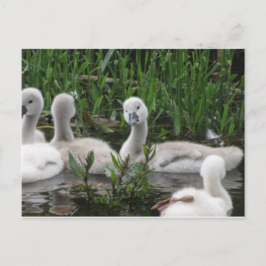 Swan in Wonder Postkarte (Vorderseite)