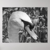Swan Irises Animal Schwarz-weiß Print Poster (Vorne)
