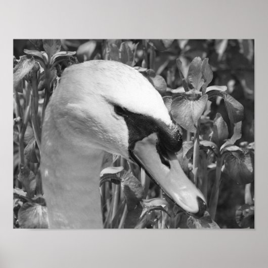 Swan Irises Animal Schwarz-weiß Print Poster (Vorne)