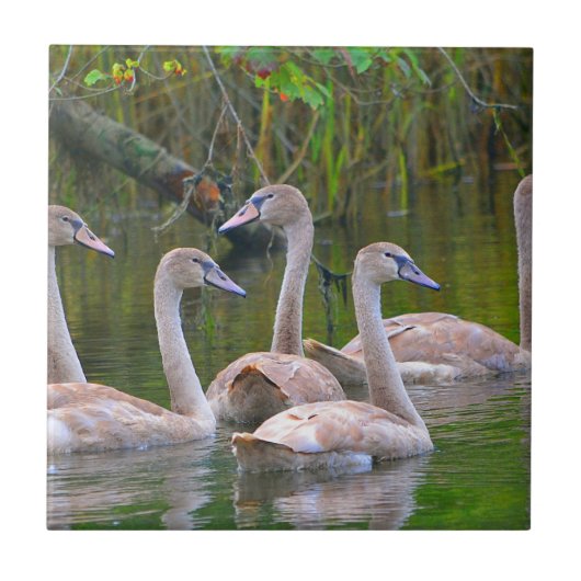 Swan Keramik Tile Fliese (Vorderseite)