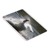 Swan Kühlschrankmagnet Magnet (Rechte Seite)
