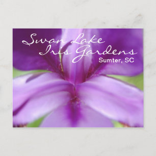 Swan Lake Iris Gardens Postcard Postkarte
