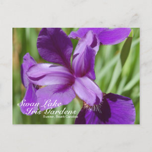 Swan Lake Iris Gardens Postcard Postkarte