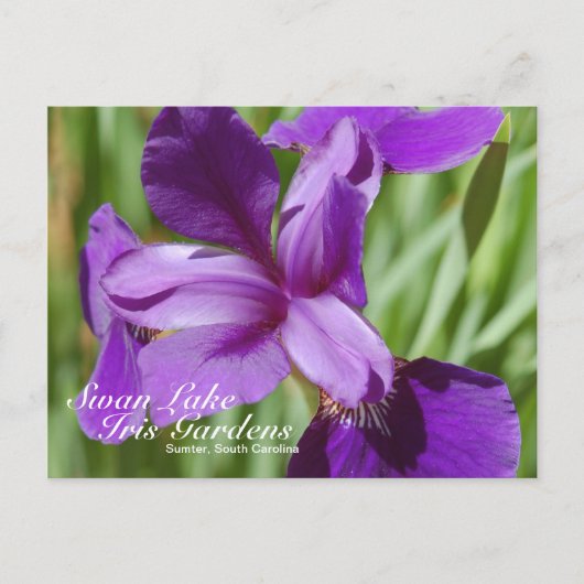 Swan Lake Iris Gardens Postcard Postkarte (Vorderseite)