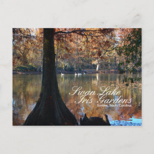Swan Lake Iris Gardens Postcard Postkarte