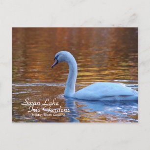 Swan Lake Iris Gardens Postcard Postkarte