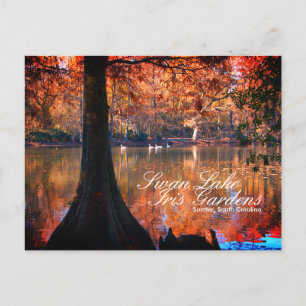 Swan Lake Iris Gardens Postcard Postkarte