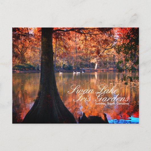 Swan Lake Iris Gardens Postcard Postkarte (Vorderseite)