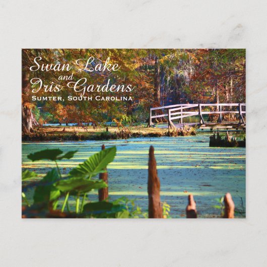 Swan Lake Iris Gardens, Sumter, South Carolina Postkarte (Vorderseite)