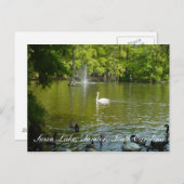 Swan Lake Postkarte (Vorne/Hinten)