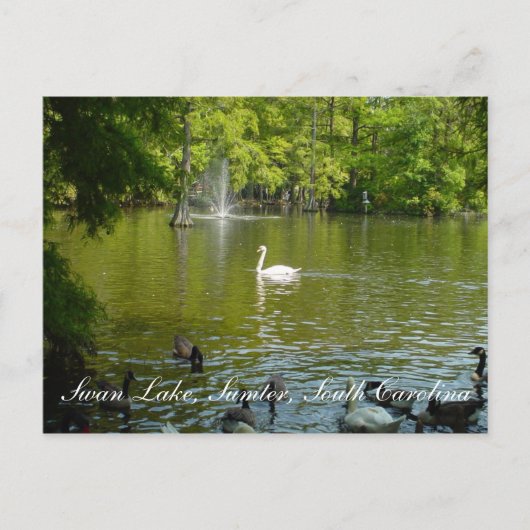 Swan Lake Postkarte (Vorderseite)
