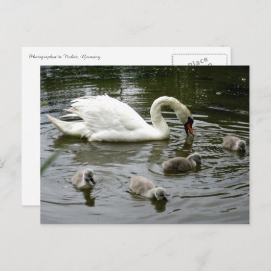 Swan Lake Postkarte (Vorne/Hinten)