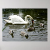 Swan Lake - Print Poster (Vorne)