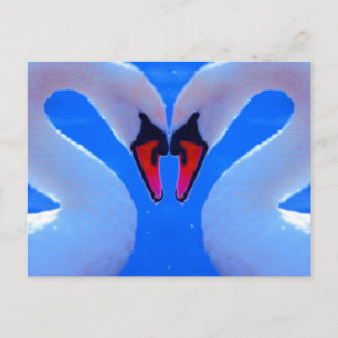 Swan Love, Romantic Heart Shaped Necks Postkarte