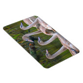 Swan Magnet (Rechte Seite)