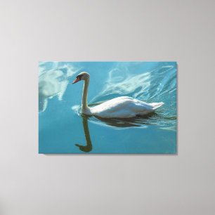 Swan mit Cloud Reflections Leinwanddruck
