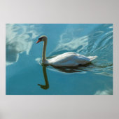 Swan mit Cloud Reflections Poster (Vorne)