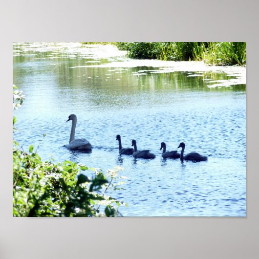 Swan mit Cygnets am Fluss. Poster (Vorne)