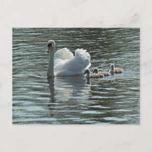 Swan mit Cygnets Roath Park Lake, Cardiff, Wales. Postkarte