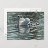 Swan mit Cygnets Roath Park Lake, Cardiff, Wales. Postkarte (Vorne/Hinten)