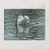 Swan mit Cygnets Roath Park Lake, Cardiff, Wales. Postkarte (Vorderseite)