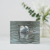 Swan mit Cygnets Roath Park Lake, Cardiff, Wales. Postkarte (Stehend Vorderseite)